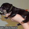 Щенки от пары Ерик х Конфета